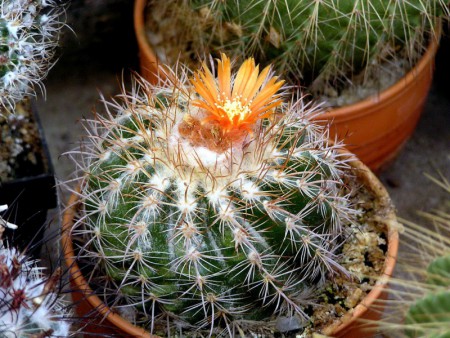 Parodia gracilis